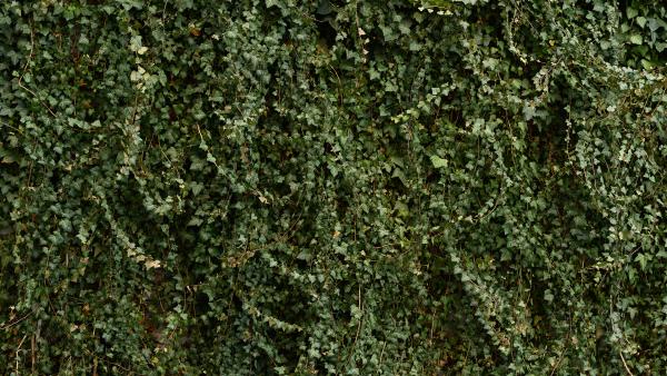 Ivy texture