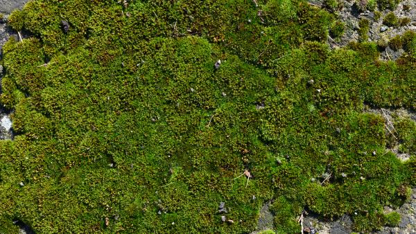 Moss on wall texture