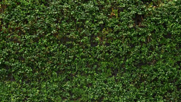 Green wall