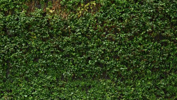 Green wall