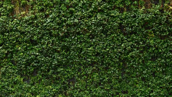 Green Wall