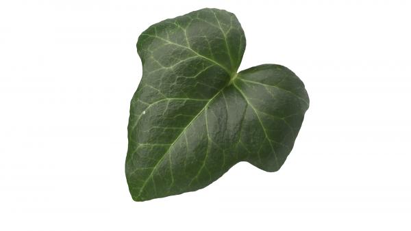 Ivy hedera helix leaves texture