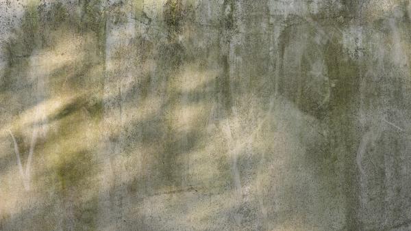 Concrete wall with moss and patches of light