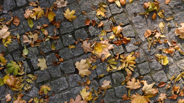 Yellow leaves on cobblestone walk