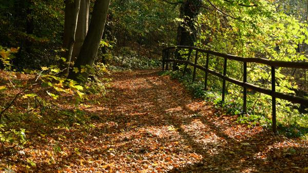 Autumn path in forest 