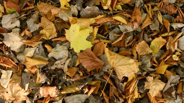 Autumn leaves on the ground