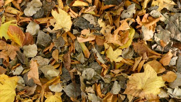 Autumn leaves on the ground