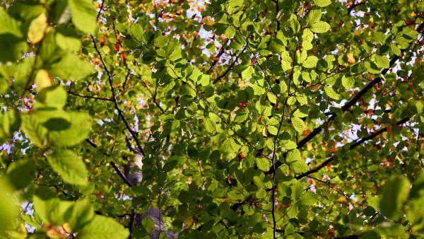 Leaves on tree