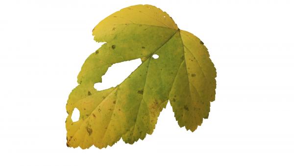 Physocarpus opulifolius leaf texture