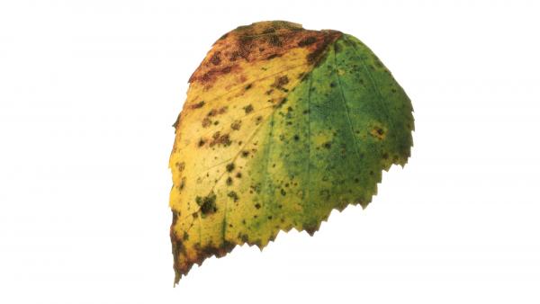 Betula pendula Autumn leaf texture