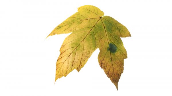 Acer Platanoides Autumn leaf texture