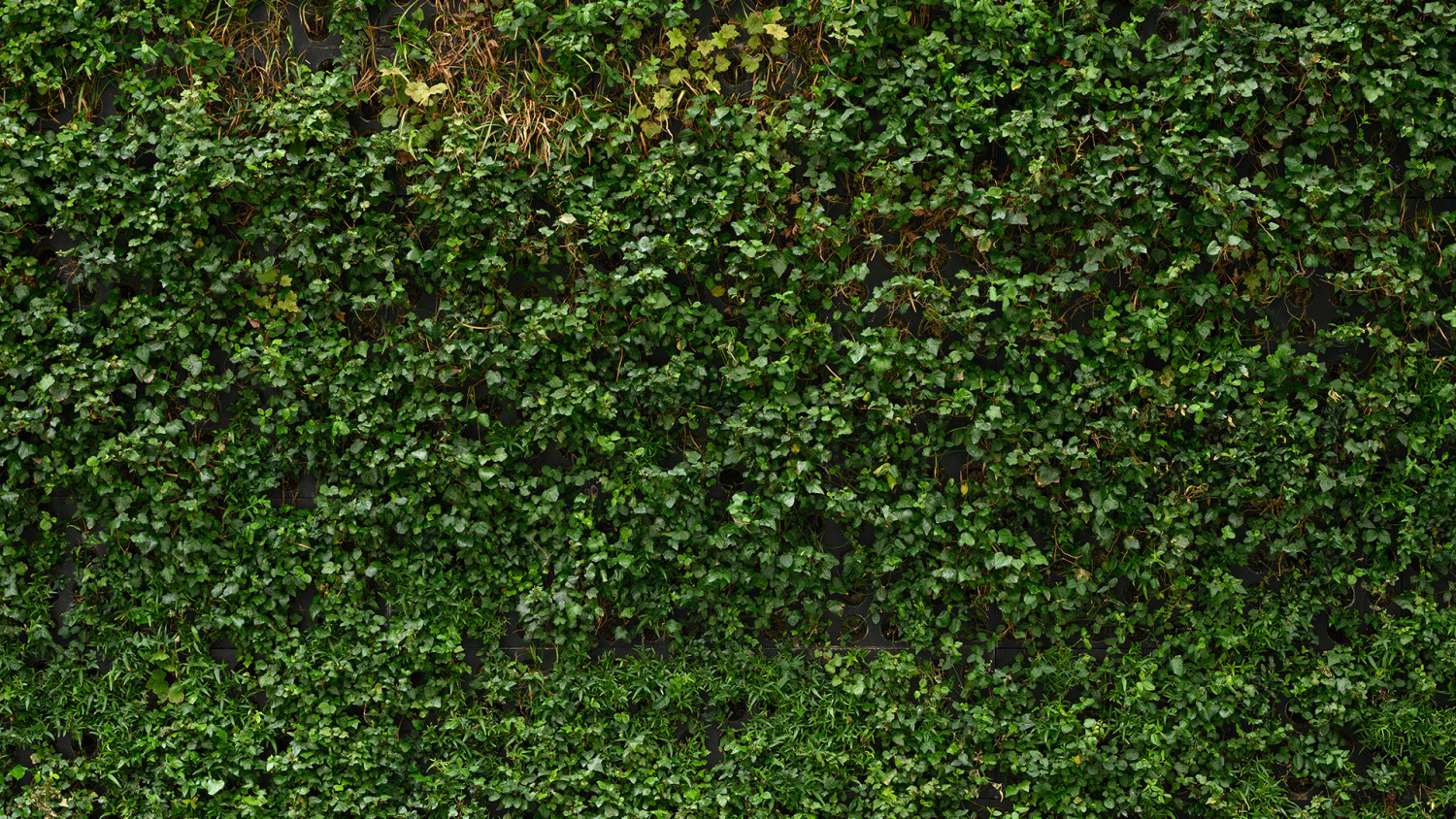 Green Wall