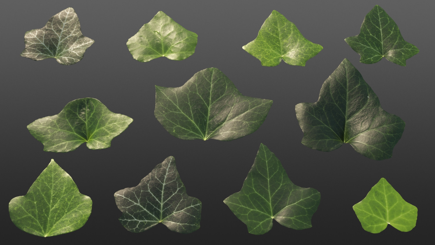 Ivy hedera helix leaves texture