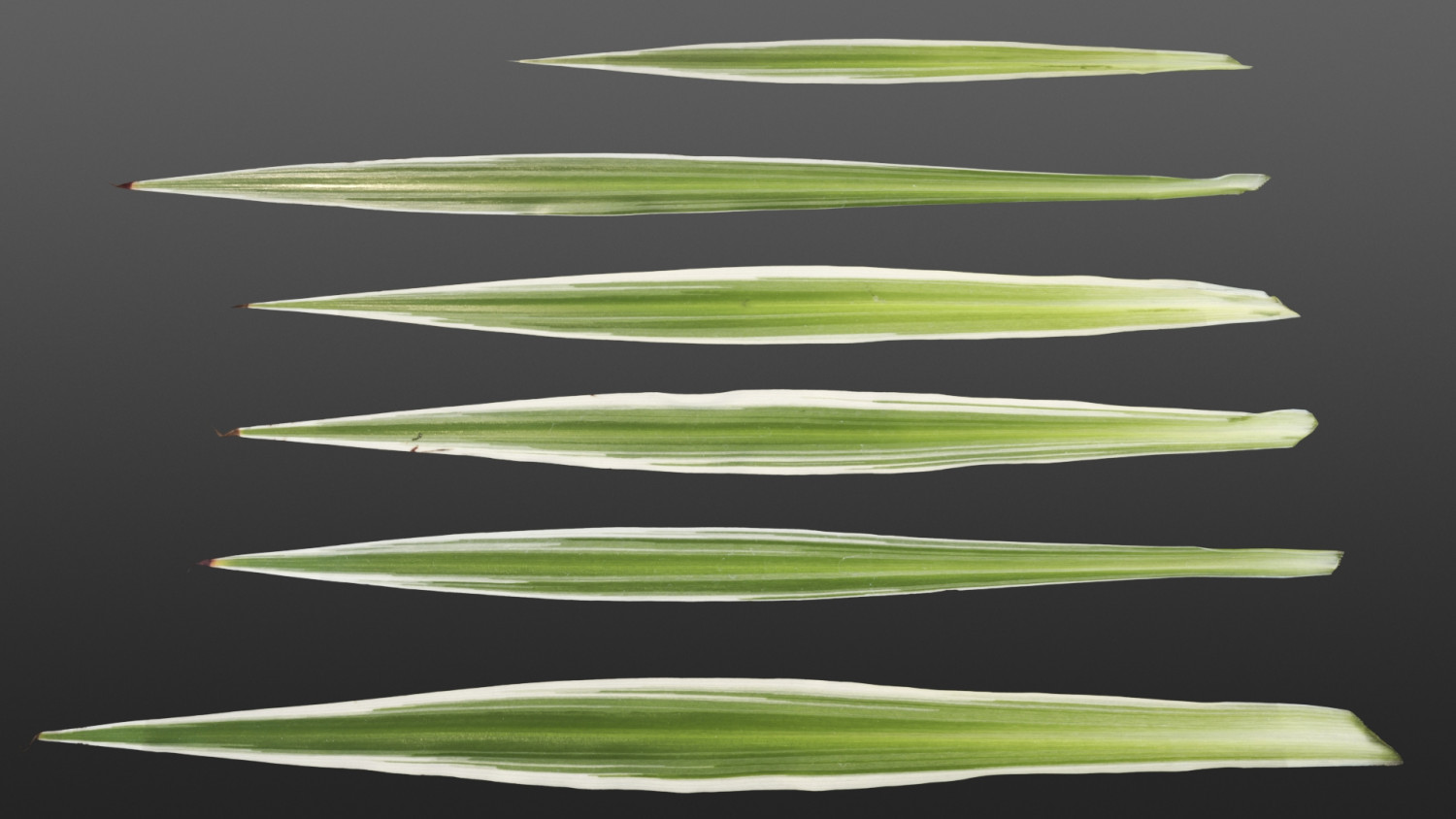 Chlorophytum comosum leaves texture