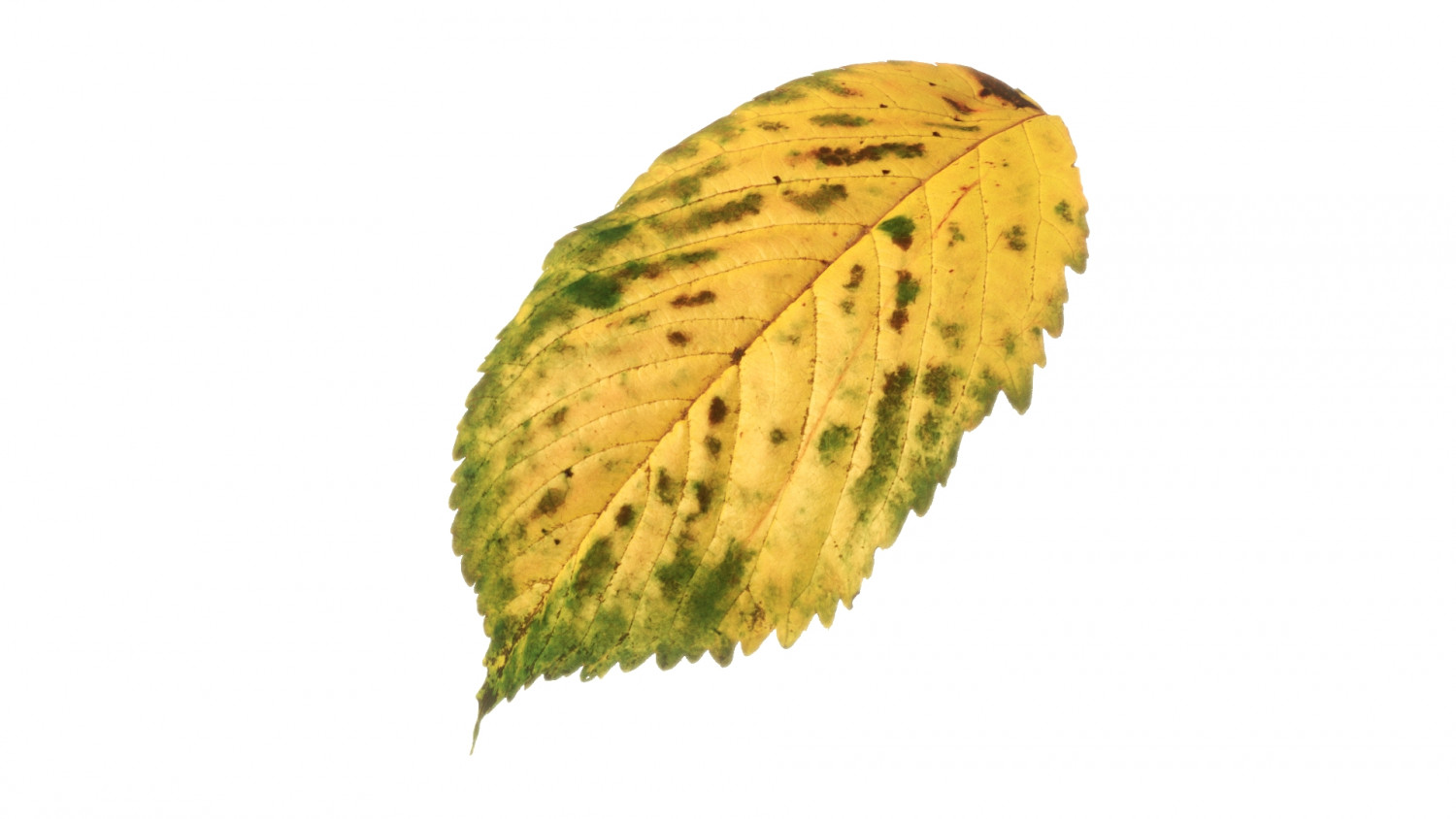 Carpinus betulus Autumn leaf texture