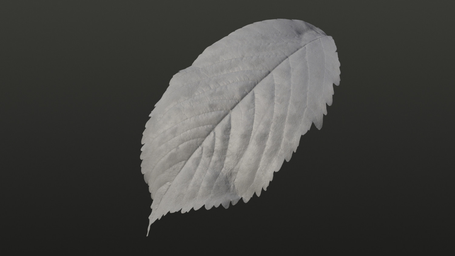 Carpinus betulus Autumn leaf texture