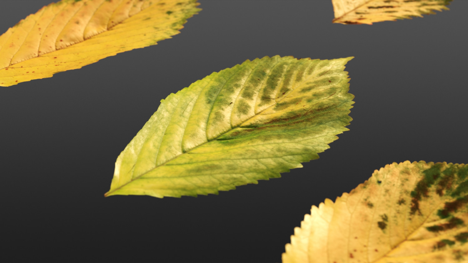 Carpinus betulus Autumn leaf texture