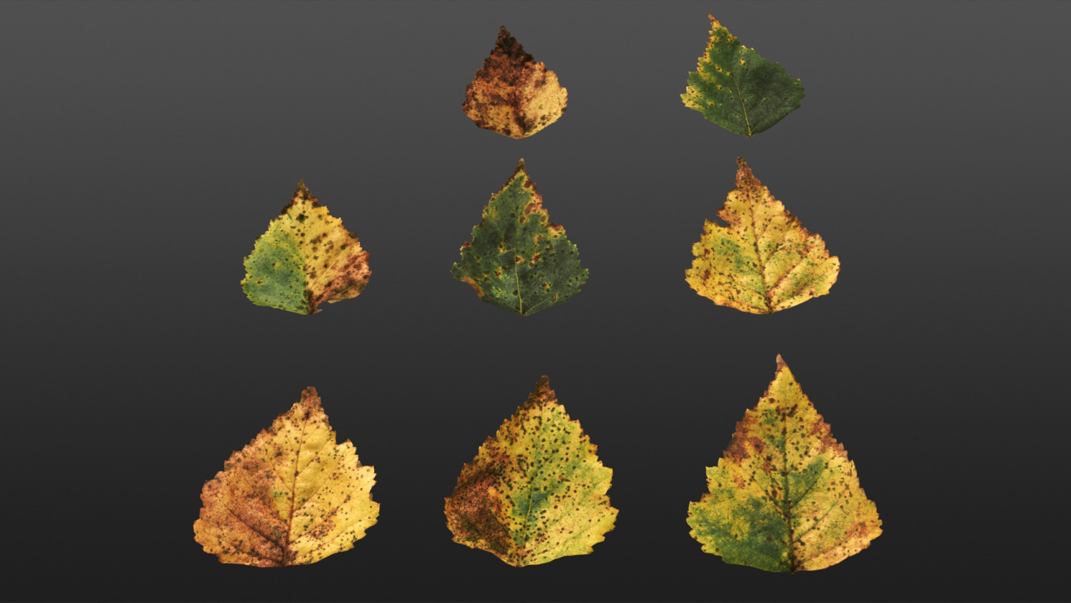 Betula pendula Autumn leaf texture