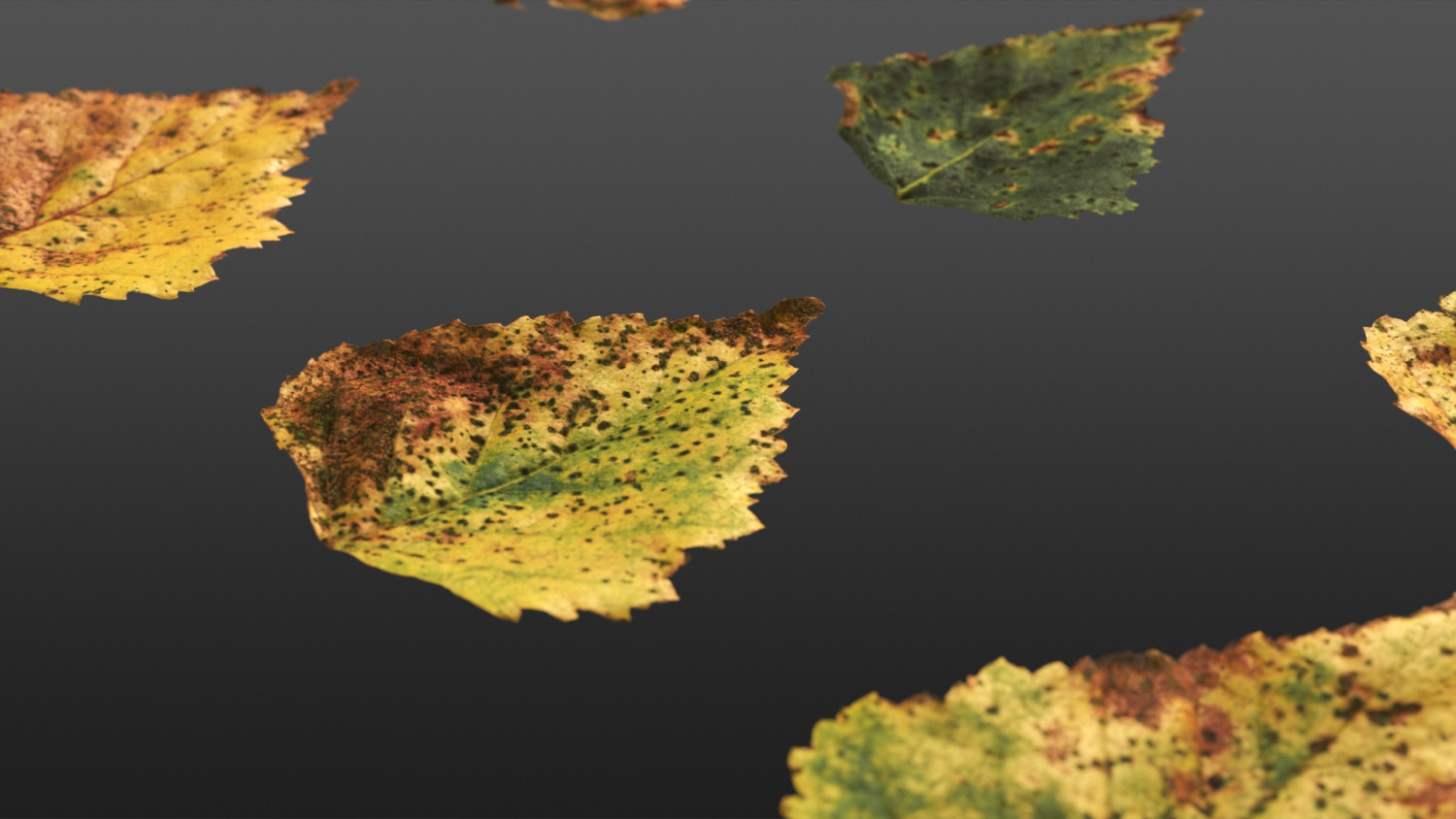 Betula pendula Autumn leaf texture