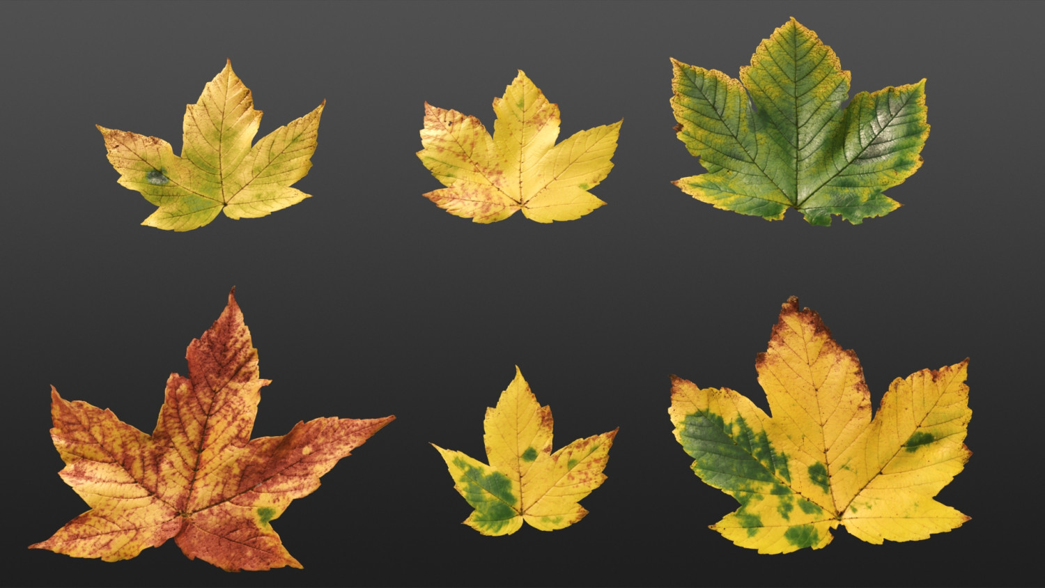 Acer Platanoides Autumn leaf texture