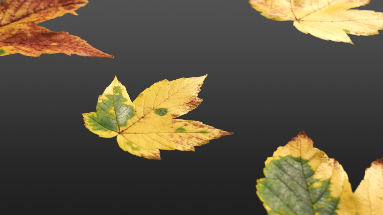 Acer Platanoides Autumn leaf texture