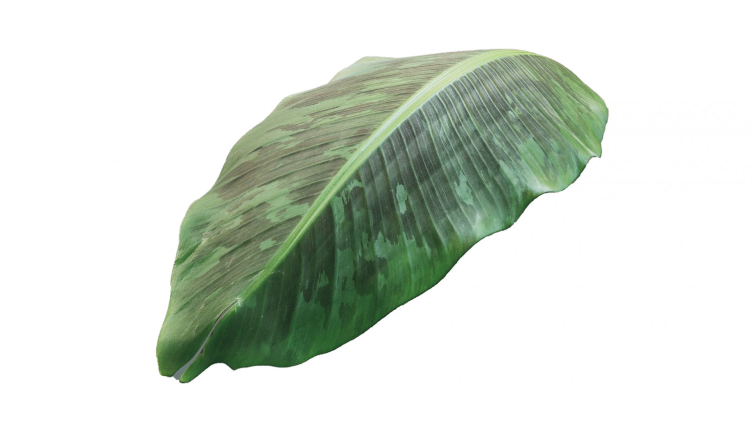 Banana leaf texture