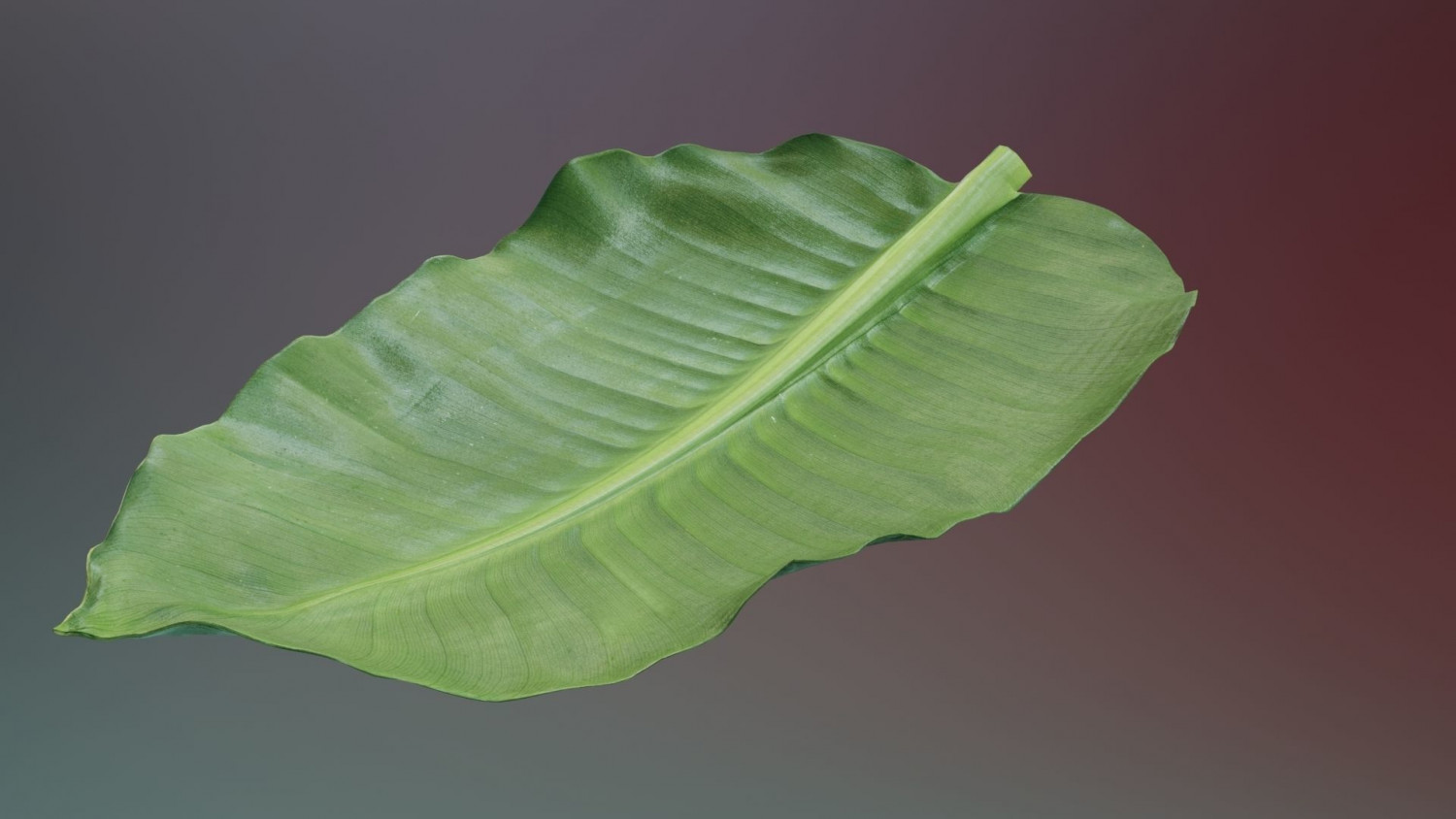 Banana leaf texture