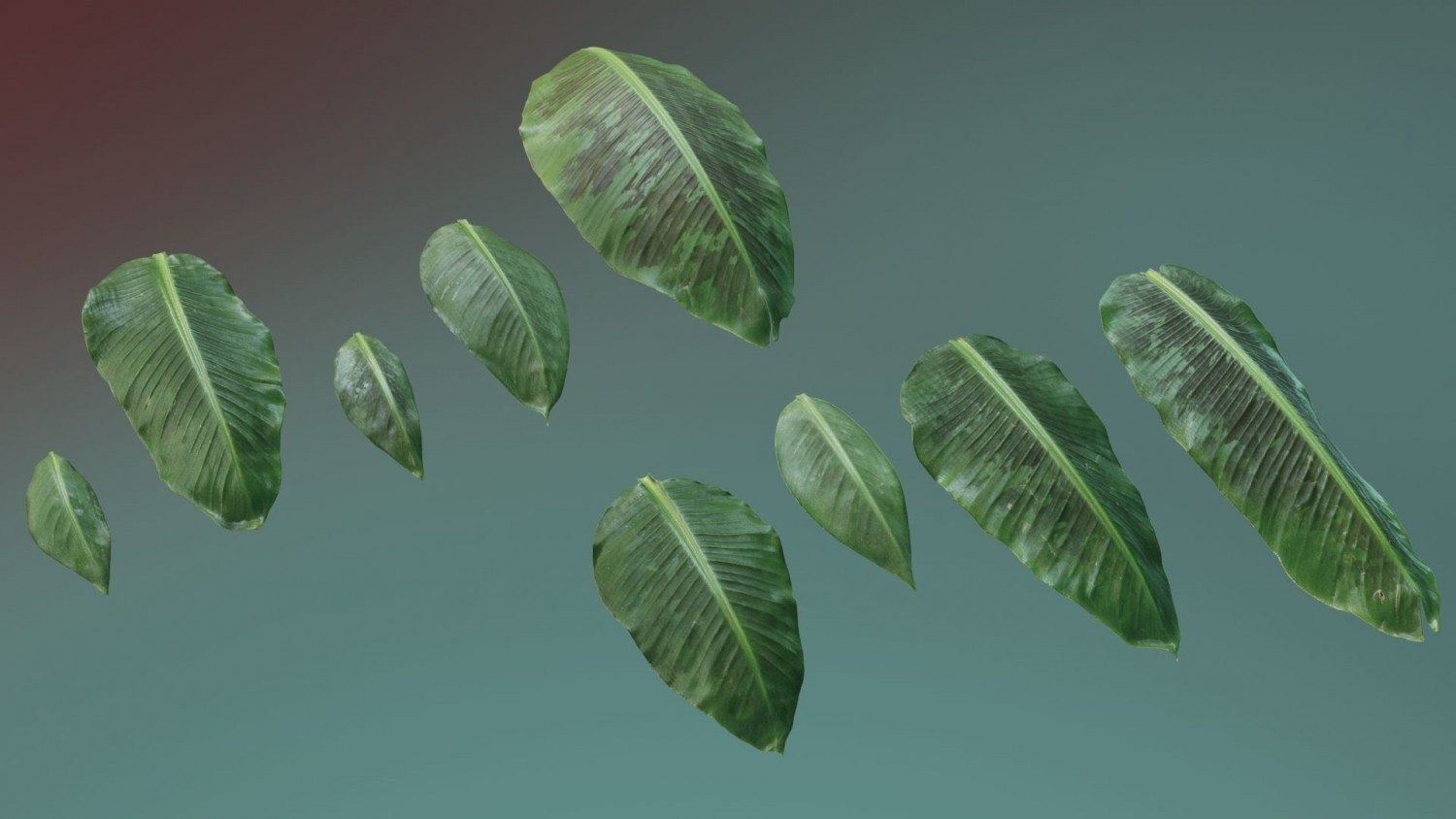 Banana leaf texture