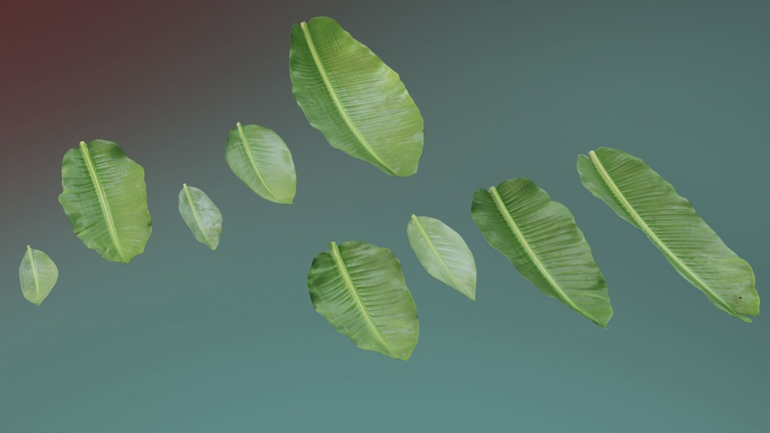 Banana leaf texture