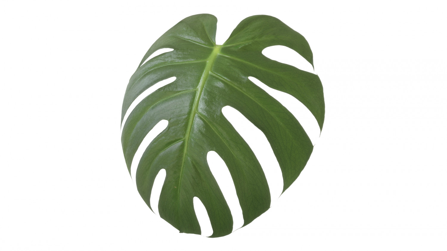 Monstera deliciosa texture