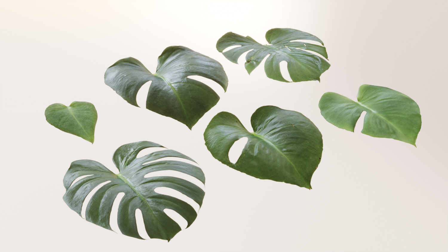 Monstera deliciosa texture