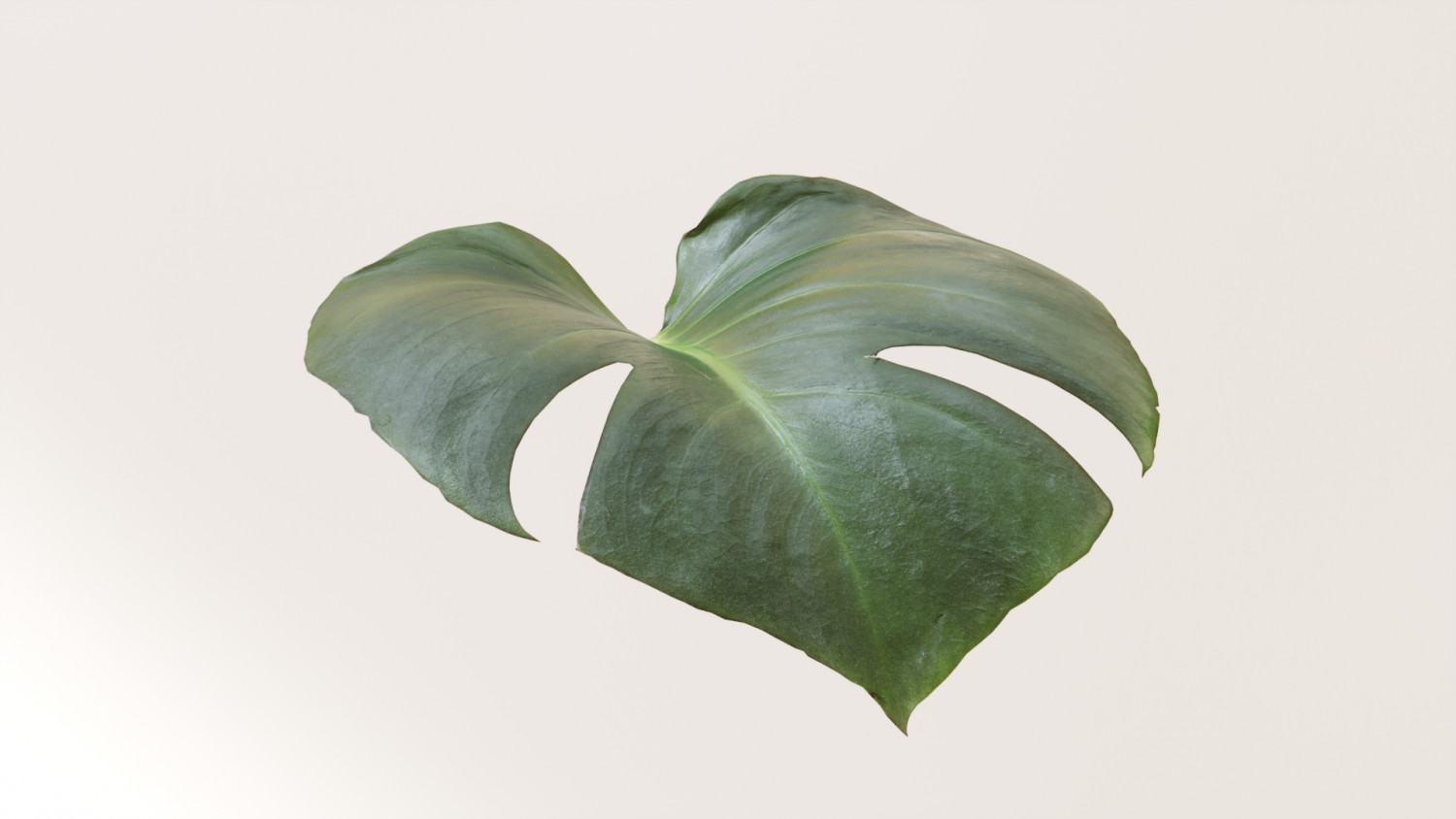 Monstera deliciosa texture